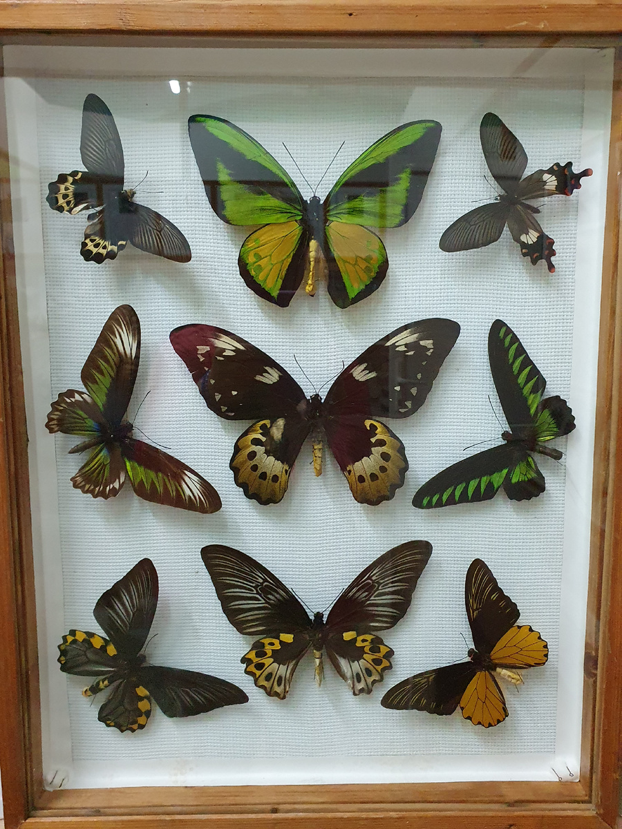 На выставке насекомых во Владивостоке. Фото автора канала