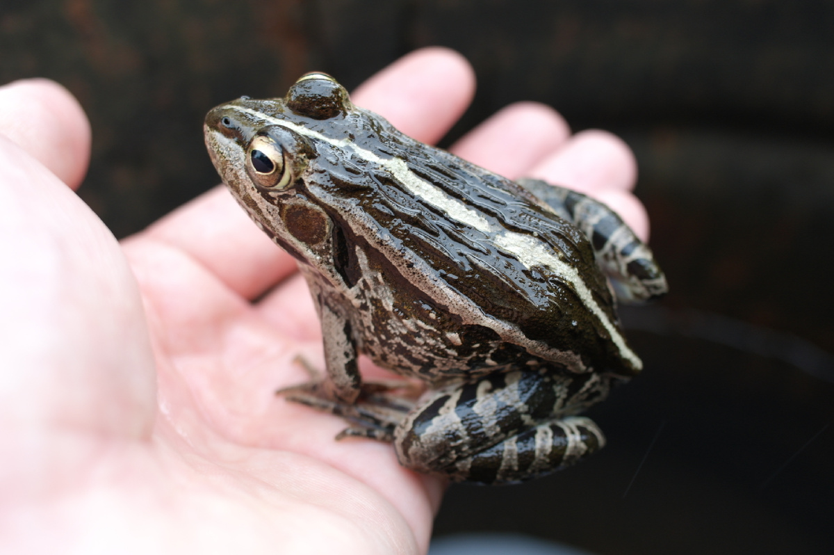 Муж очень любит лягушек, каждый раз, когда находит их, берет их в руки и фотографирует