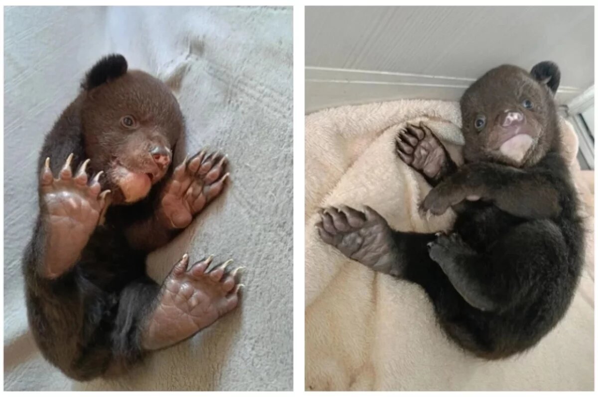    В Хабаровском крае спасают медвежонка оставшегося без мамы