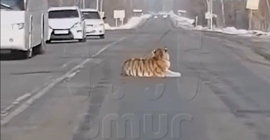    Источник фото: Скрин видео