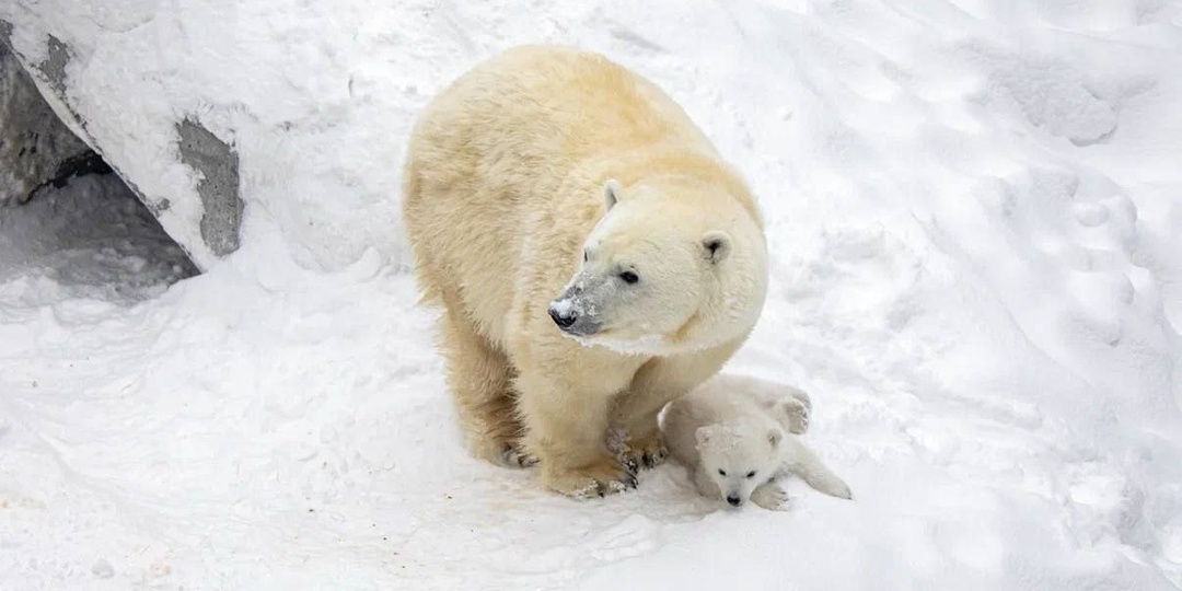 Герда и Кай снова стали родителями