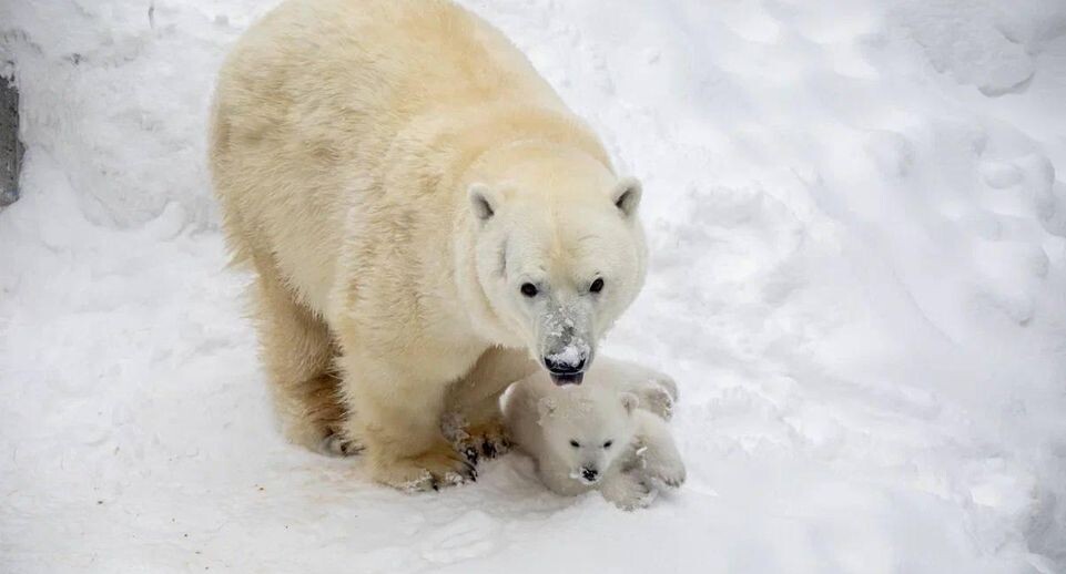    пресс-служба Новосибирского зоопарка