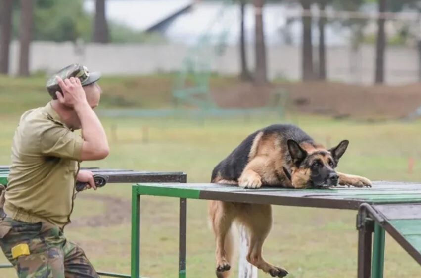 Иллюстрация из открытых источников