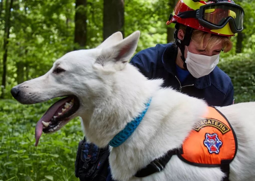 Иллюстрация из открытых источников 