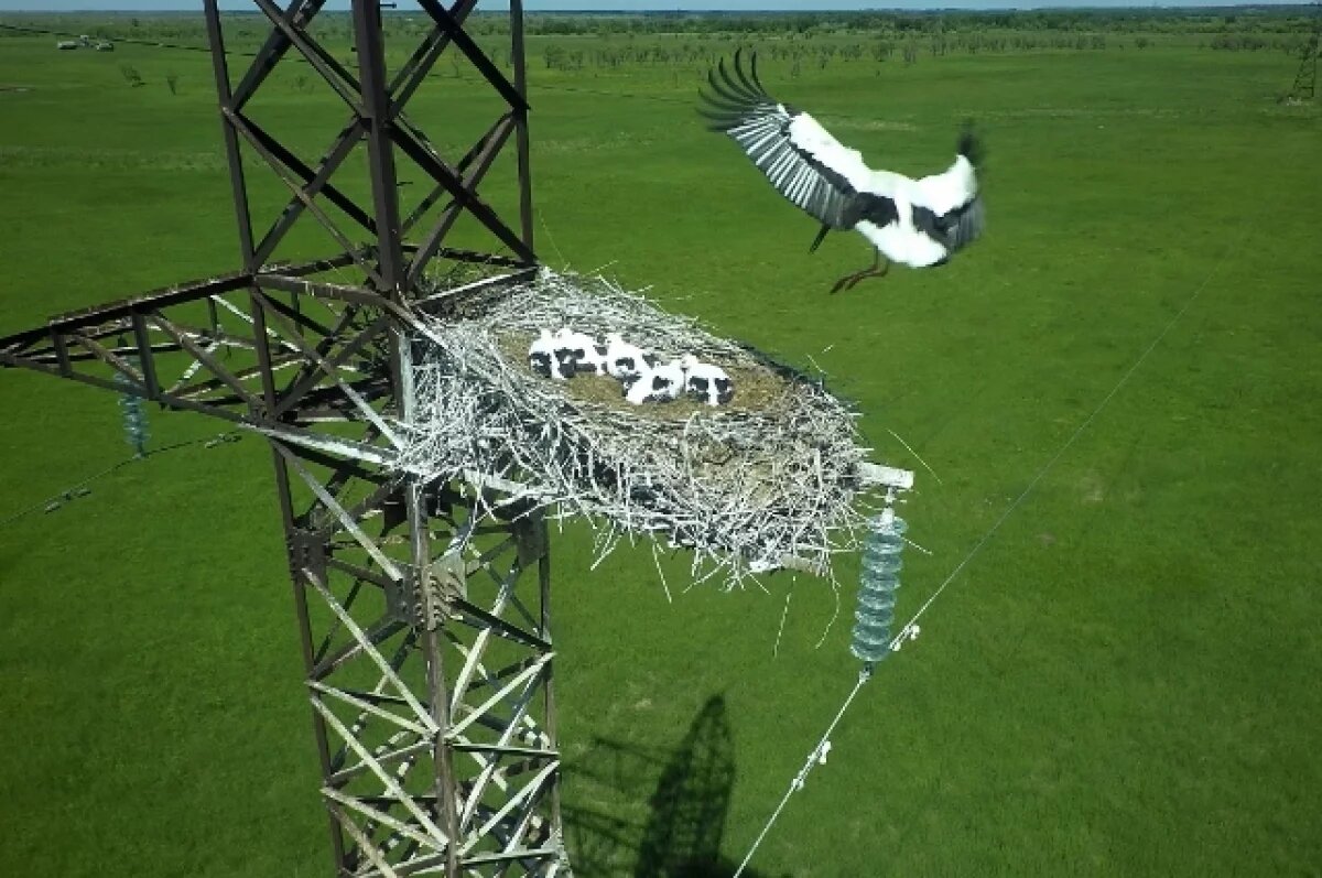    В Хабаровском крае установят тысячи устройств для защиты редких аистов