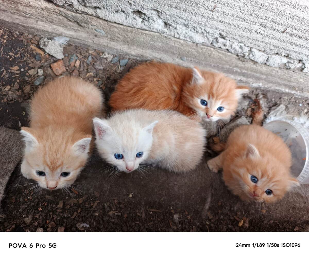 Вот такими их нашли. Посередине этой композиции - Персик, сзади него - Кеша. По бокам их сестрёнка и братик. 