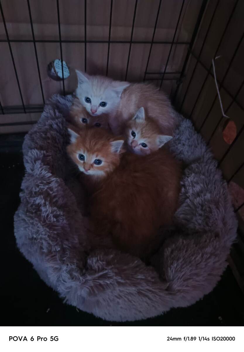 Тут уже на первом плане Кеша