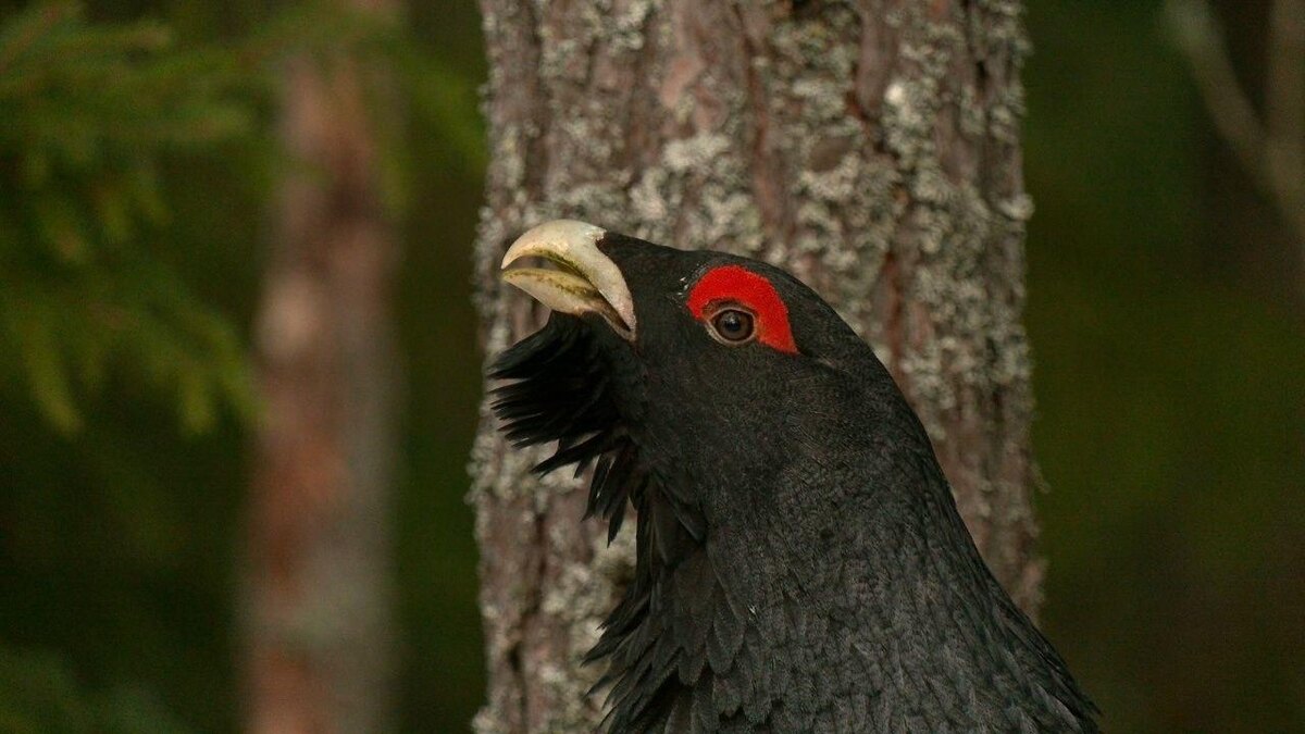    Фото: t.me/kazdoytvaripopare