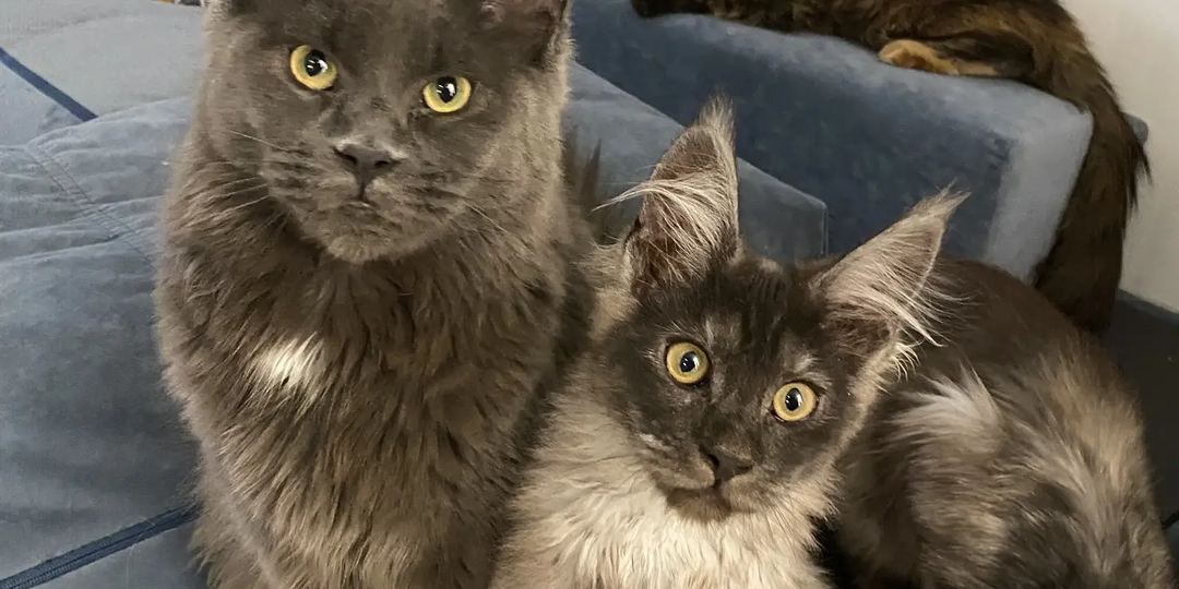 Страшный коронавирус кошек. Корона равно ФИП?