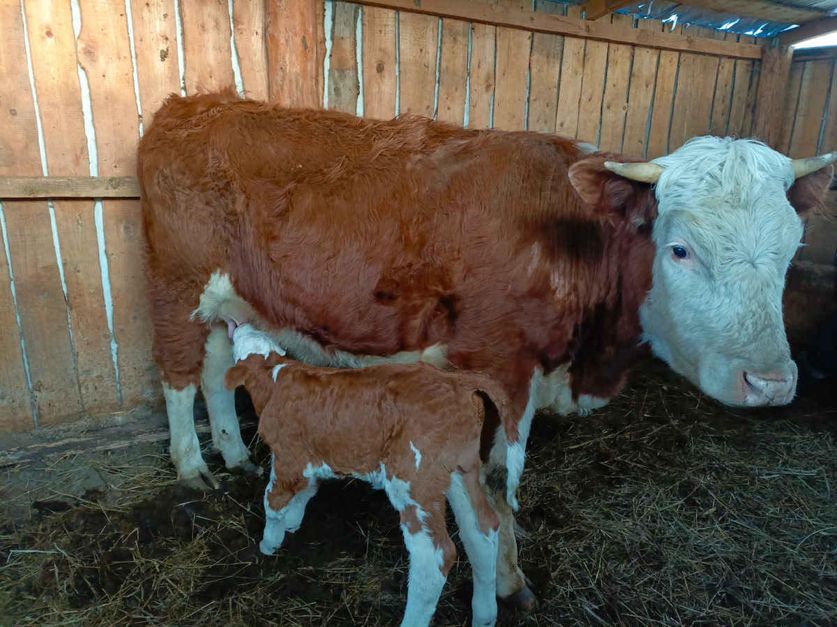 Дудонит самостоятельно. 😁
