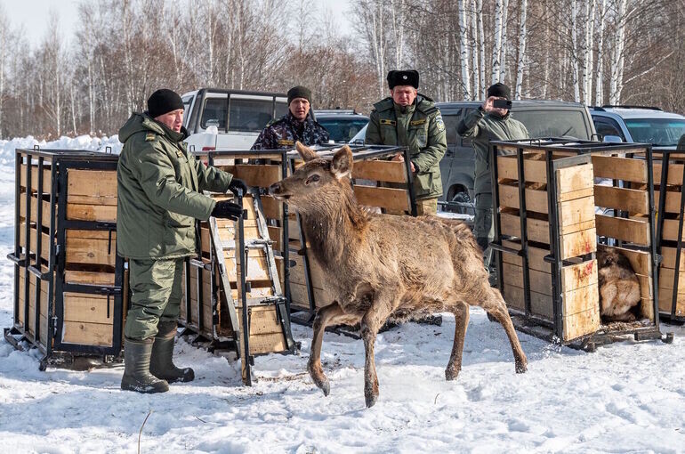   Владимир Корецкий