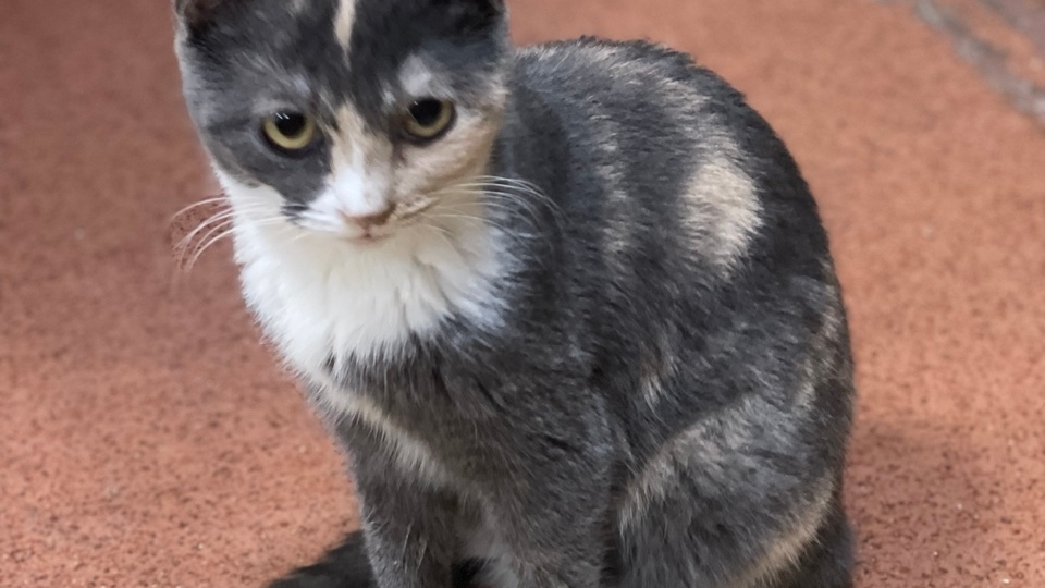 Помогите собрать на обследование и лечение наших кошечек🙏🙏🙏