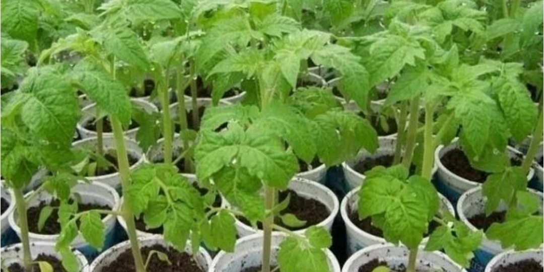 Главные подкормки рассады томатов и перцев