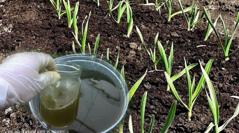 Главная весенняя подкормка чеснока – залог богатого урожая