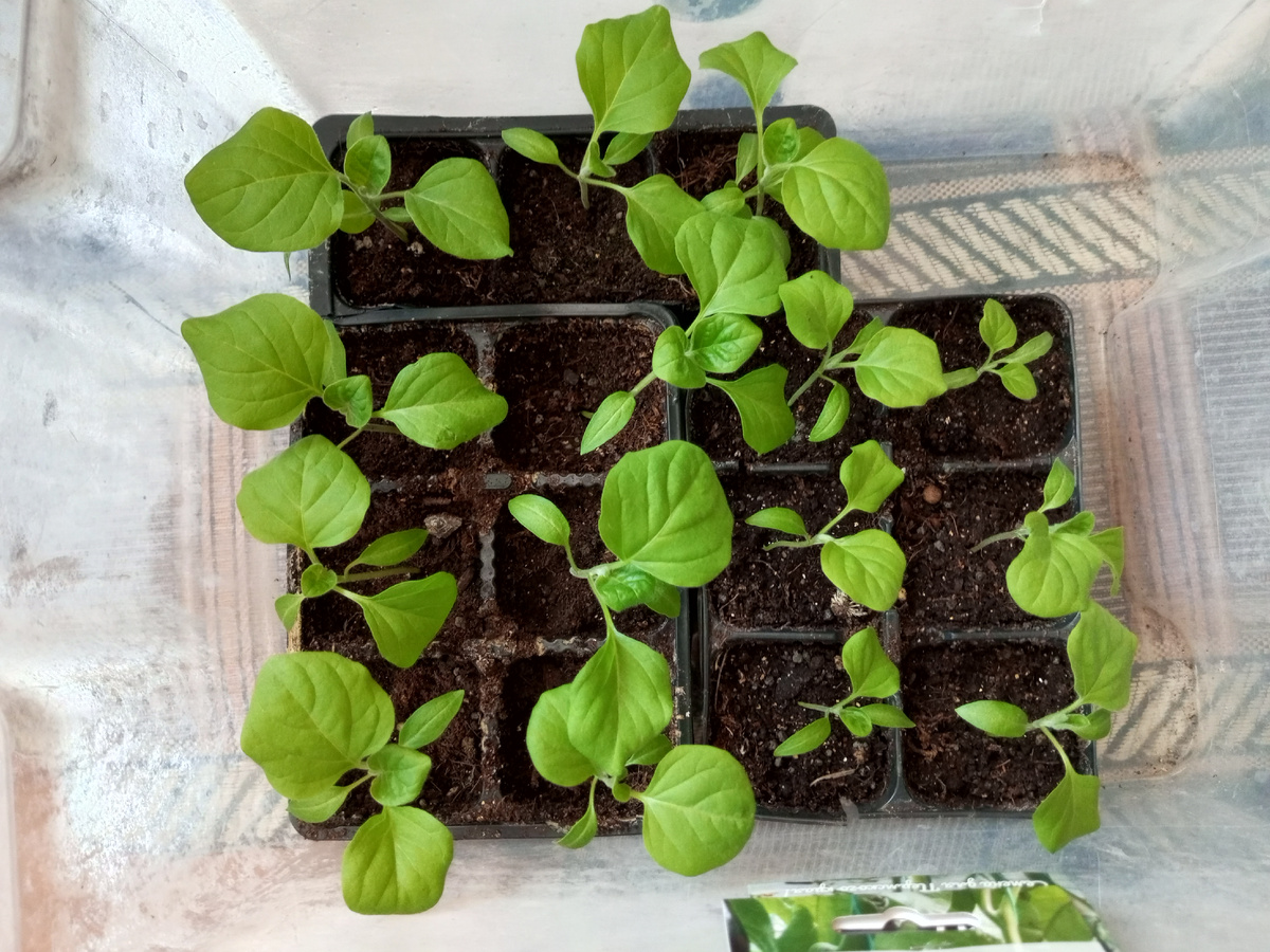 баклажаны 15.03.2026