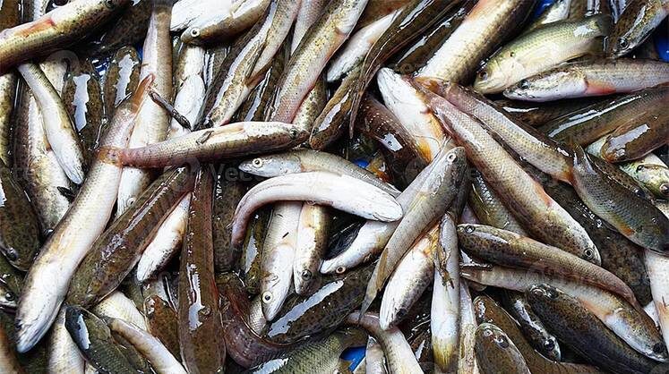     Все мельчает, даже рыба