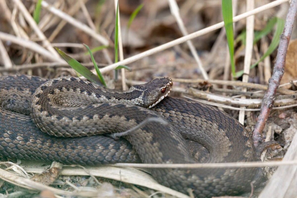 Фото для привлечения внимания 
