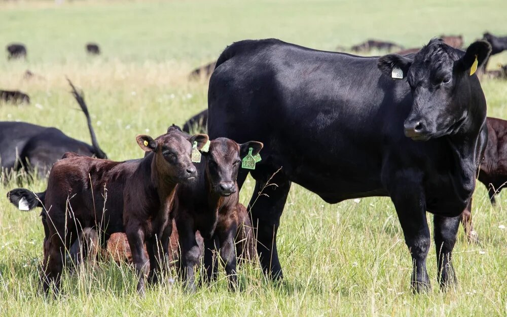    Фото: АПХ "Мираторг"