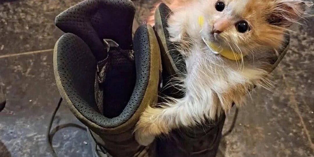 Верные пушистые товарищи помогают во всем