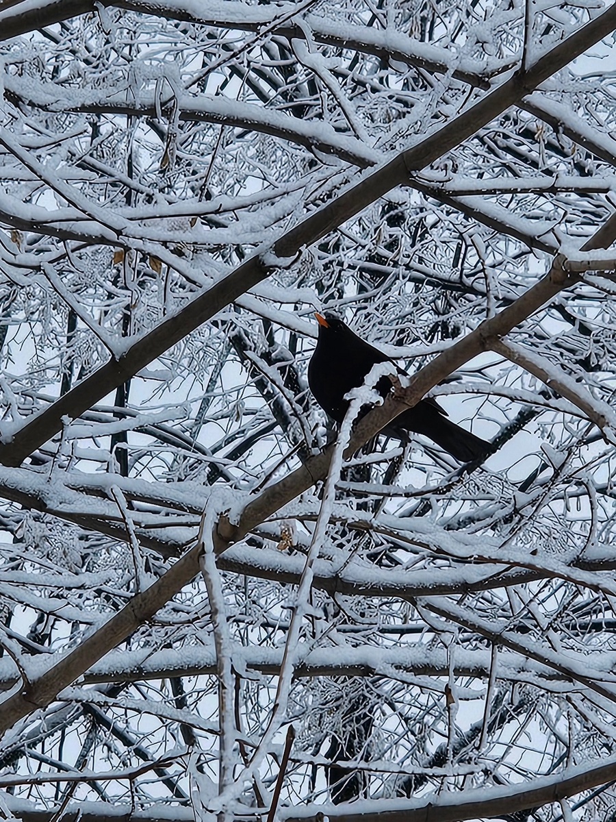 Дрозд красавчик