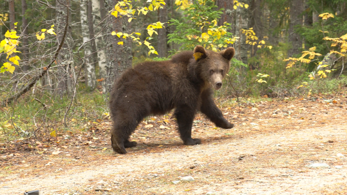   Медвежонок. Фото: "Республика" / Марина Бедорфас