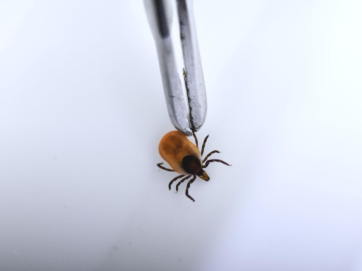    Исследование иксодовых клещей на наличие вирусного энцефалита и болезнь Лайма | © РИА Новости / Павел Лисицын