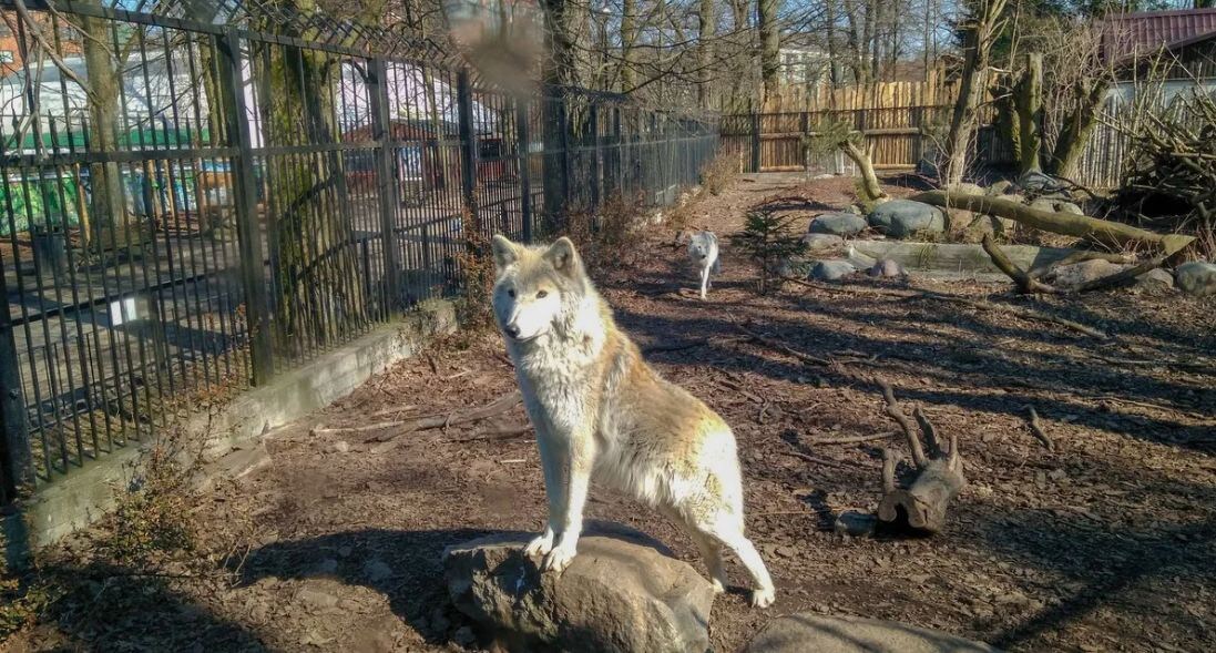 Этот вольер только со стороны кажется обычной клеткой. На самом деле здесь кипела жизнь, полная драм и интриг