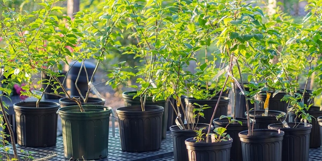 Расшифровываем маркировку саженцев: что скрывается за буквами и цифрами на этикетке