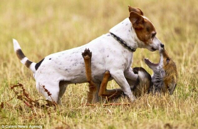 Джек‑рассел‑терьер: не просто маленькая собака, а настоящий охотник