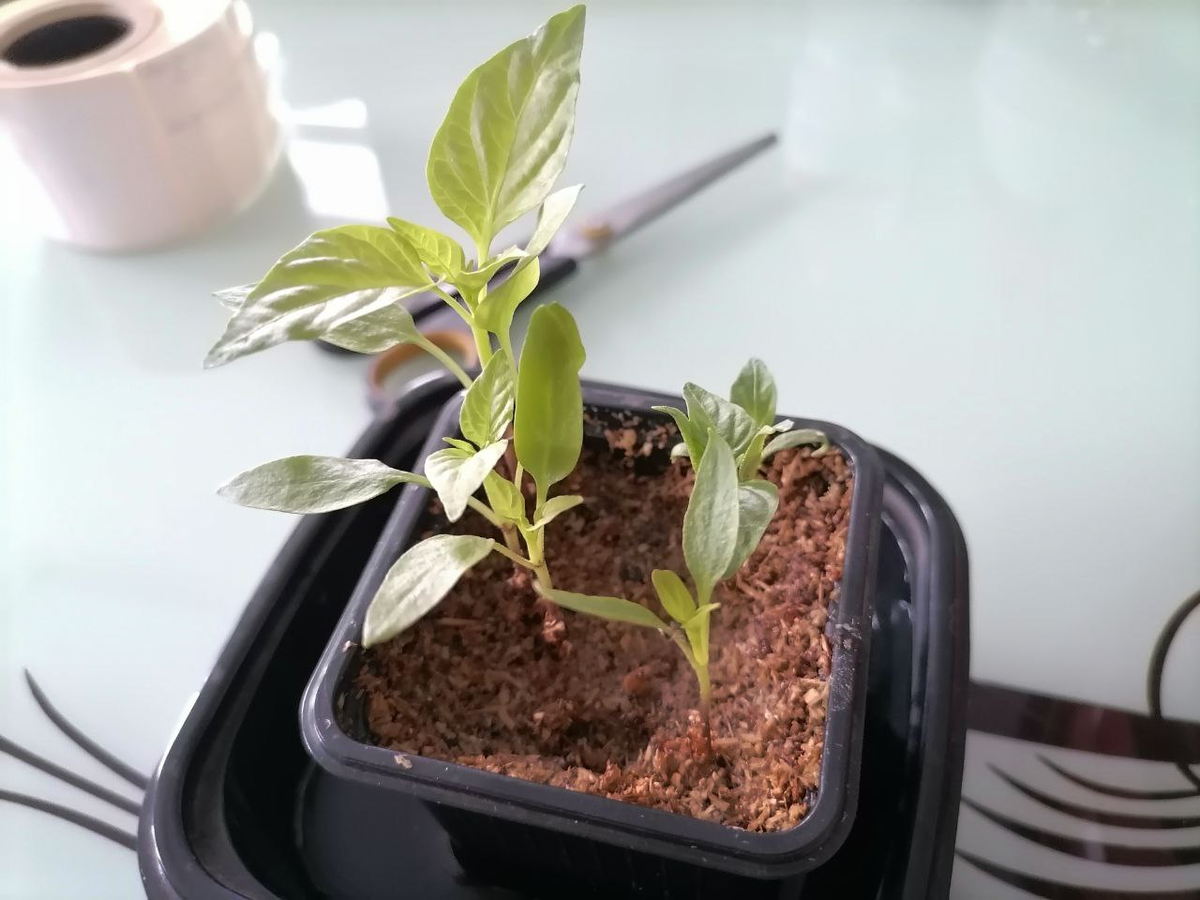 Готовлюсь пикировать перец, фото автора