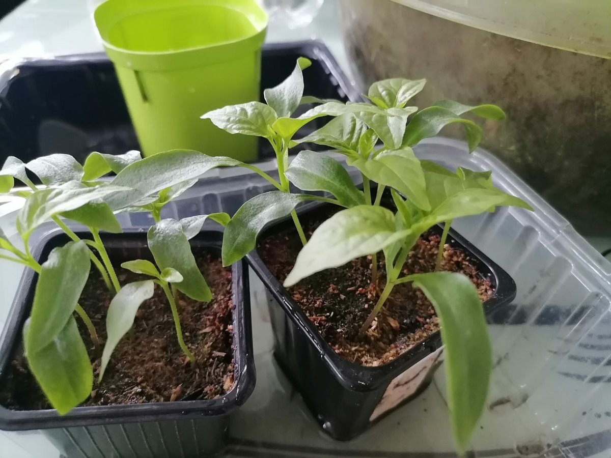 Рассада перца перед пикировкой, фото автора