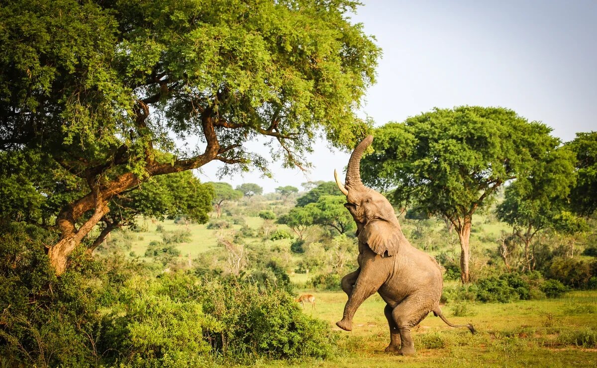    Уганда планирует запустить прямые рейсы в Россию и отменить визы для россиян