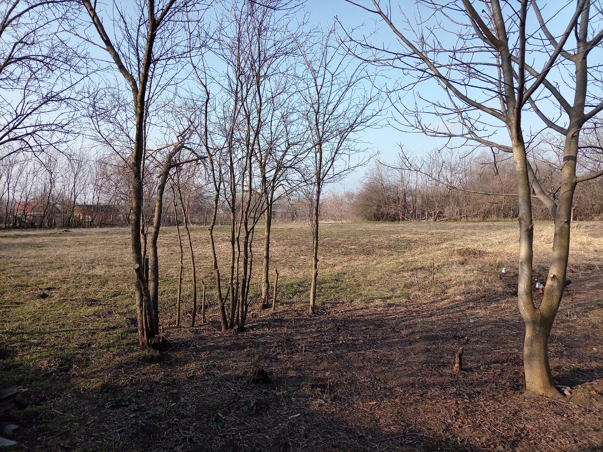 Ветки сливы ещё пилила 