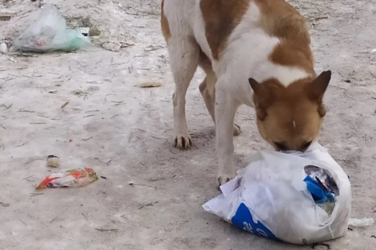    В Новосергиевке администрация должна оборудовать площадки для сбора мусора
