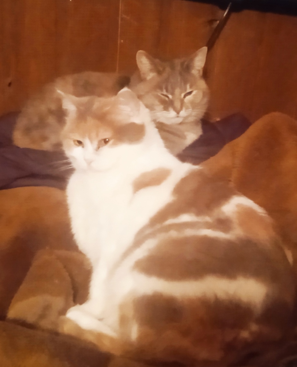 Месяц назад. Толстенькая и веселая!!