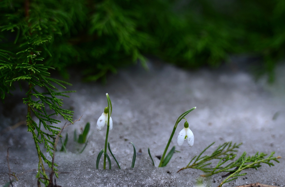    весна цветы первоцвет подснежники (фото: РИА)