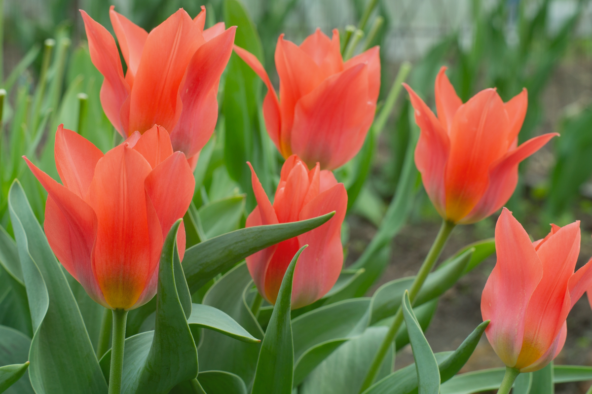 Тюльпан Торонто. Фото автора.