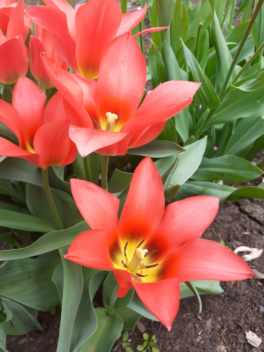 Тюльпан Торонто. Фото автора.