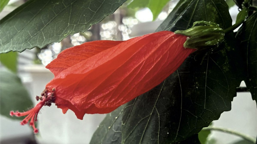    Фото: Ботанический сад КГУ им. К.Э. Циолковского