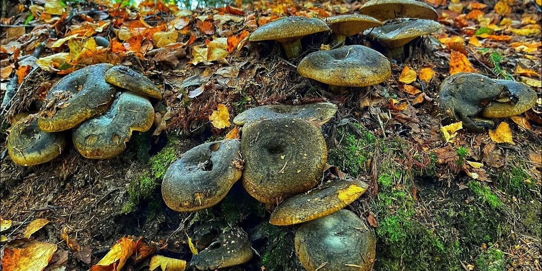 Груздь чёрный: Таинственный лесной житель