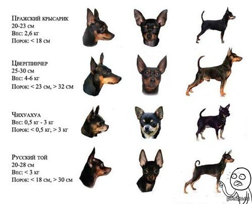 скриншот автора