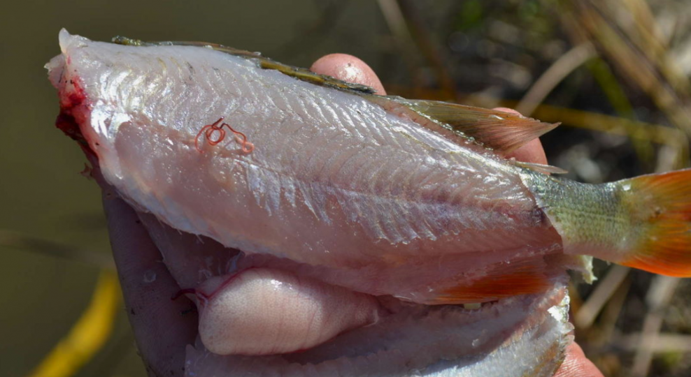 Описторхоз- самая популярная болезнь наших рыб