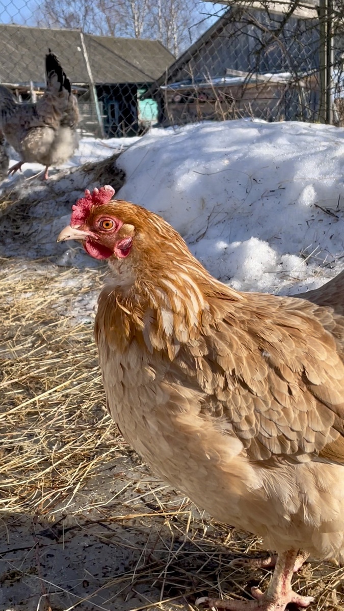 Рыжуха. Фото мои