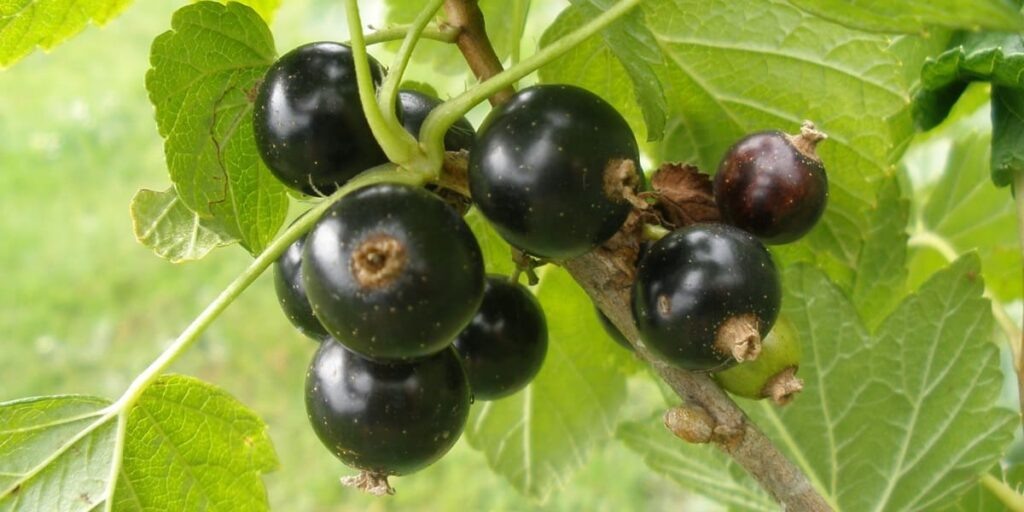 Секреты сочной смородины: три золотых правила для сибирского сада