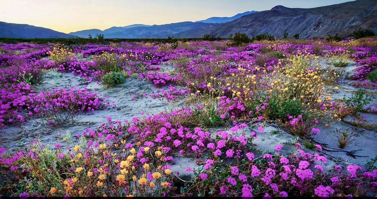 Долина Смерти в Калифорнии зацвела. Настоящее время. Фото взято из открытых интернет источников. 