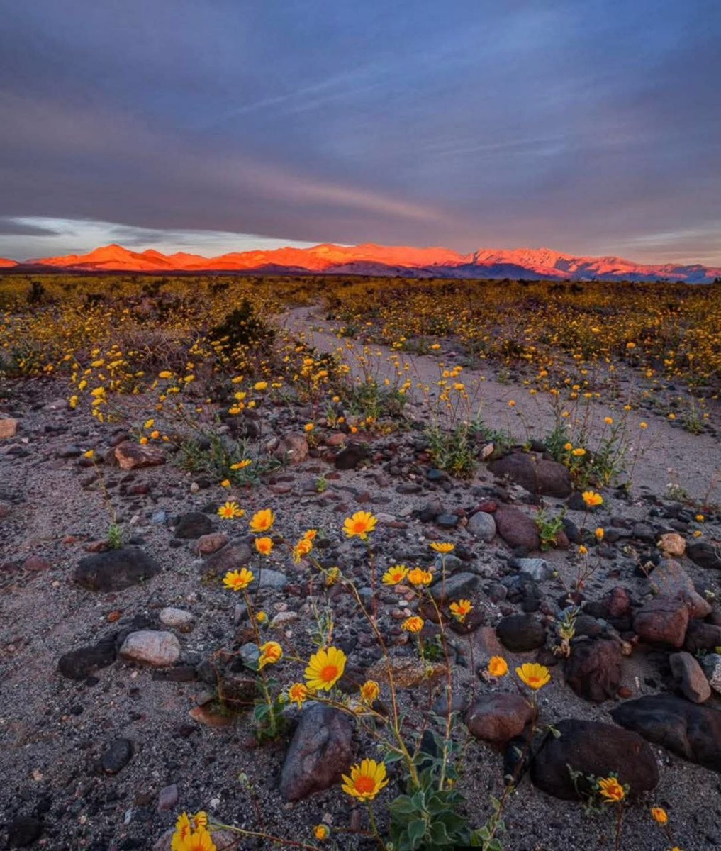 Долина Смерти в цвету. 