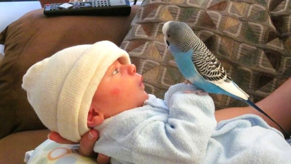 Первое знакомство с живой птичкой. Кто это? Умеет ли он чирикать?