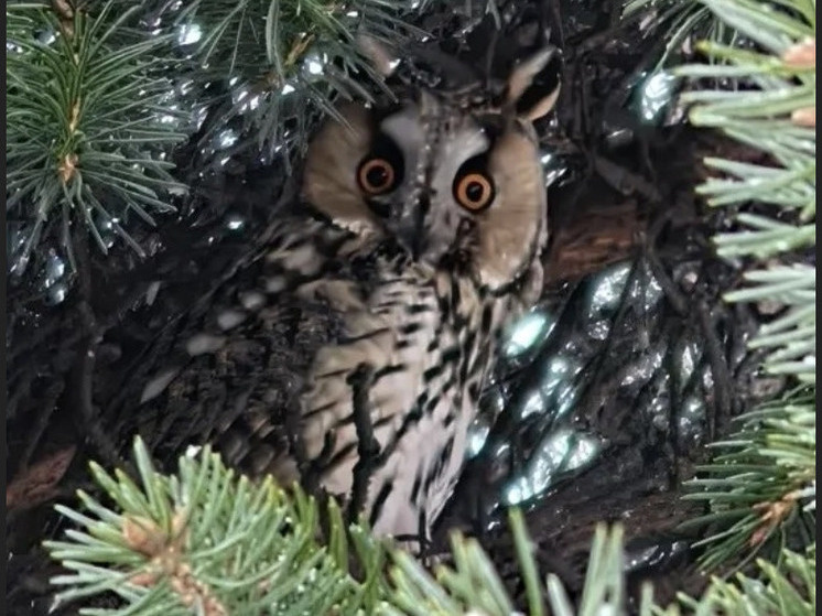     Фото: https://vk.com/kb_spb – Комитет по благоустройству Санкт-Петербурга.