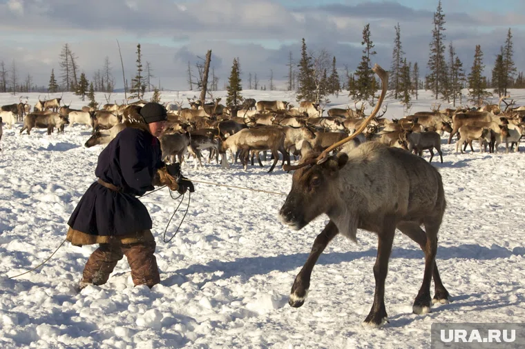 Советская власть рассчитывала, что сможет забрать из стад оленеводов не менее 100 тысяч голов. Фото: Иван Седов © URA.RU