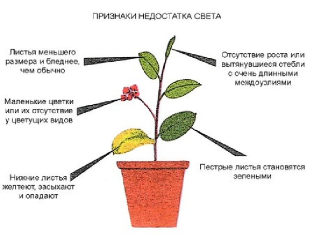 «Роль комнатных растений в жизни человека». multiurok.ru